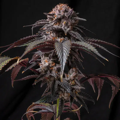 Berry White