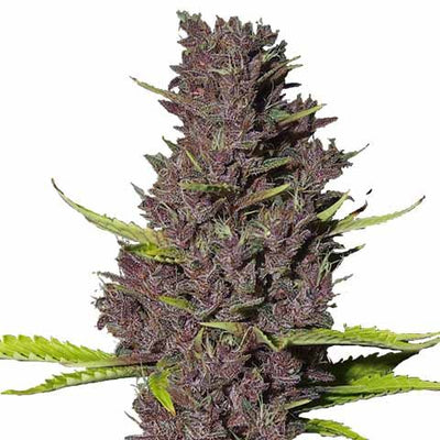 Blue Dream Auto