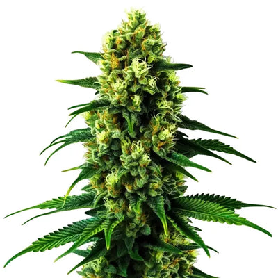 Colombian Gold