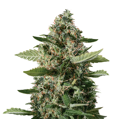East Coast Sour Diesel Auto