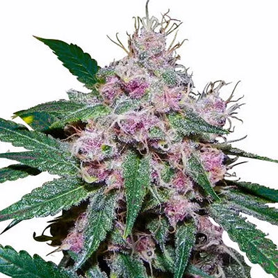 Purple Afghani Auto