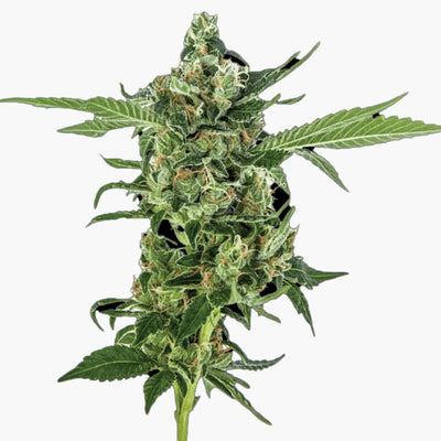 Sour Diesel