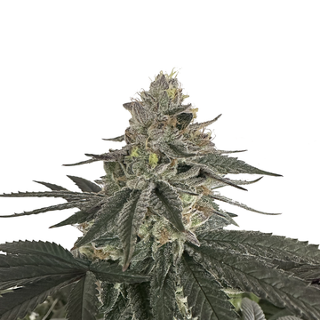 Willie Nelson Auto