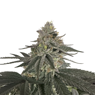 Willie Nelson Auto