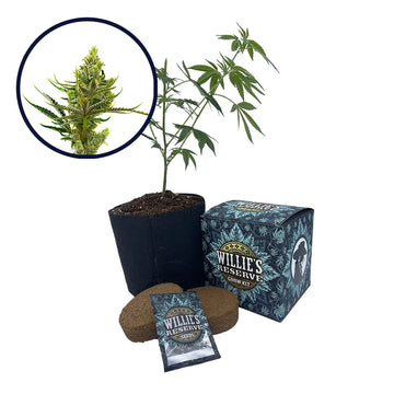24K Gold Strain High Yield Grow Kit