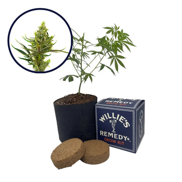 24K Gold Strain Grow Kit