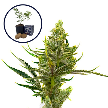 24K Gold Grow Kit
