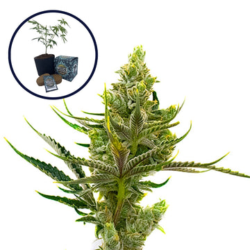 24K Gold High Yield Grow Kit