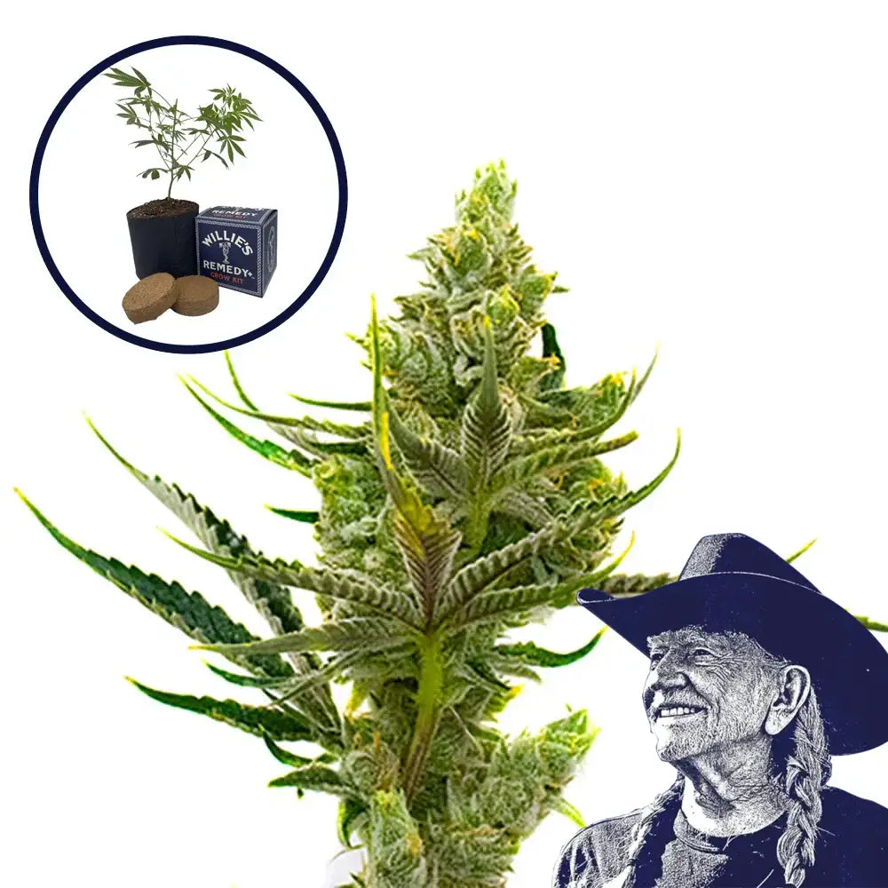 24K Gold Grow Kit