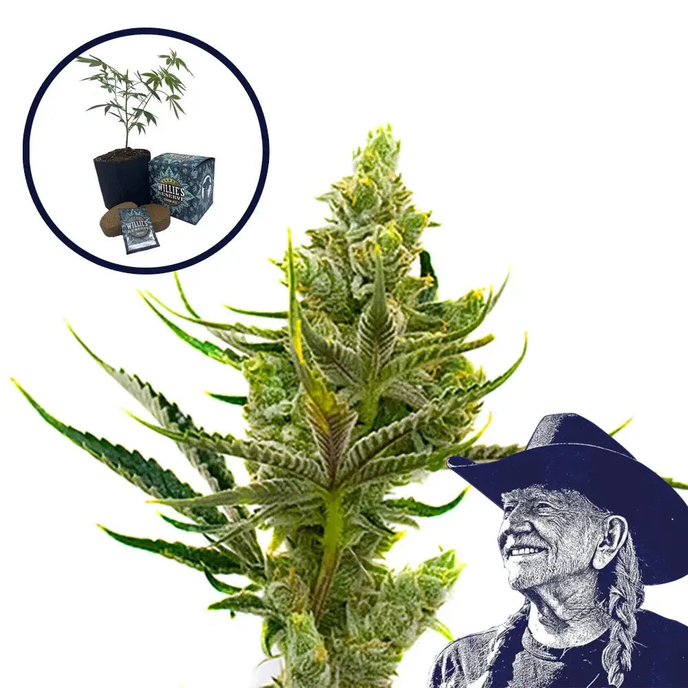 24K Gold High Yield Grow Kit