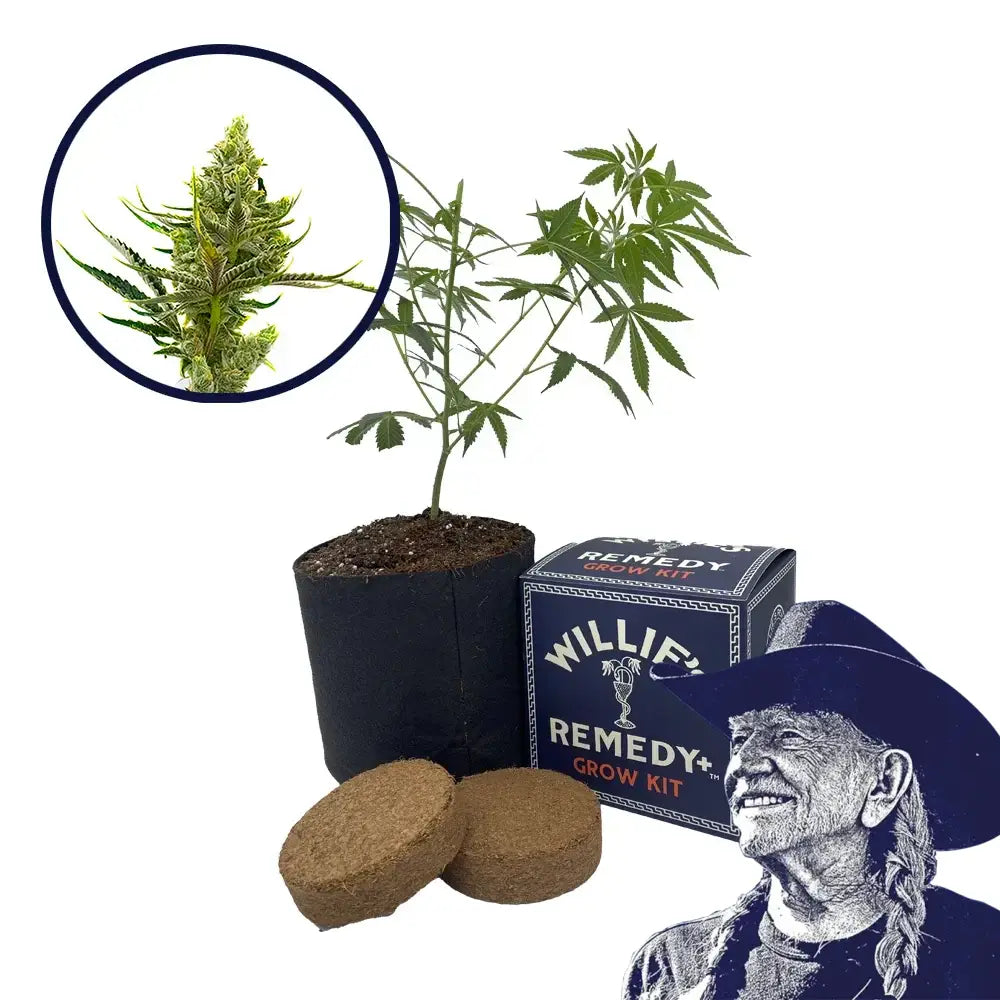 24K Gold Strain Grow Kit