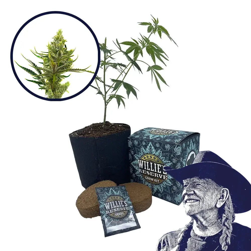24K Gold Strain High Yield Grow Kit