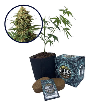 9 lb Hammer Strain High Yield Grow Kit
