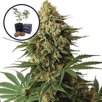 9 lb Hammer Grow Kit