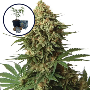 9 lb Hammer High Yield Grow Kit