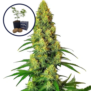 AK-48 Grow Kit