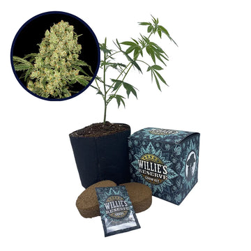 AK 47 Strain High Yield Grow Kit