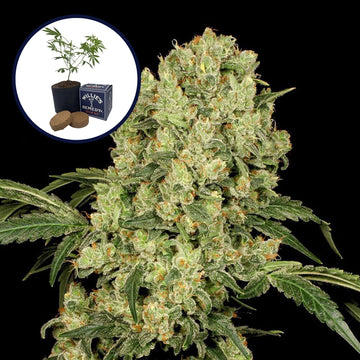 AK 47 Grow Kit