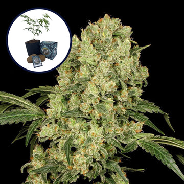 AK 47 High Yield Grow Kit
