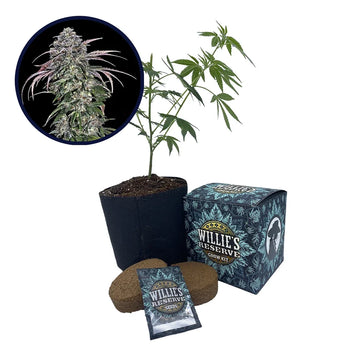 ATF (Alaskan Thunder Fuck) Strain High Yield Grow Kit