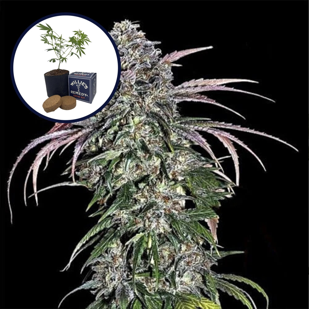 ATF (Alaskan Thunder Fuck) Grow Kit