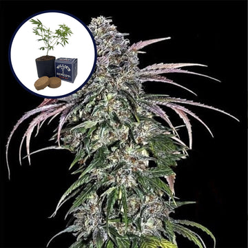 ATF (Alaskan Thunder Fuck) Grow Kit