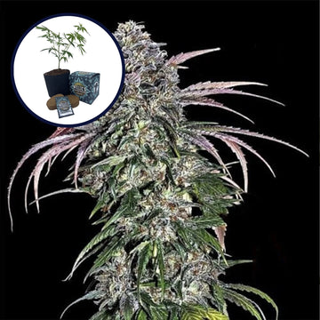 ATF (Alaskan Thunder Fuck) High Yield Grow Kit