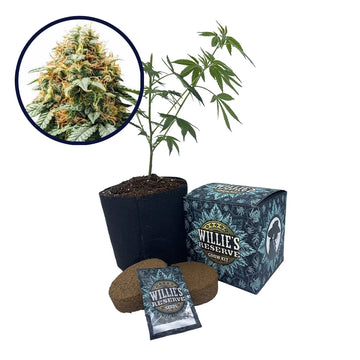 Acapulco Gold Strain High Yield Grow Kit