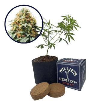 Acapulco Gold Strain Grow Kit