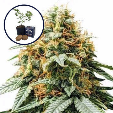 Acapulco Gold Grow Kit