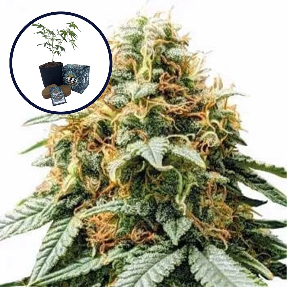 Acapulco Gold High Yield Grow Kit
