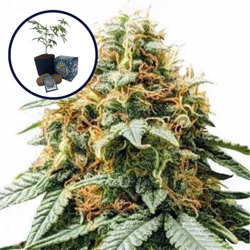 Acapulco Gold High Yield Grow Kit