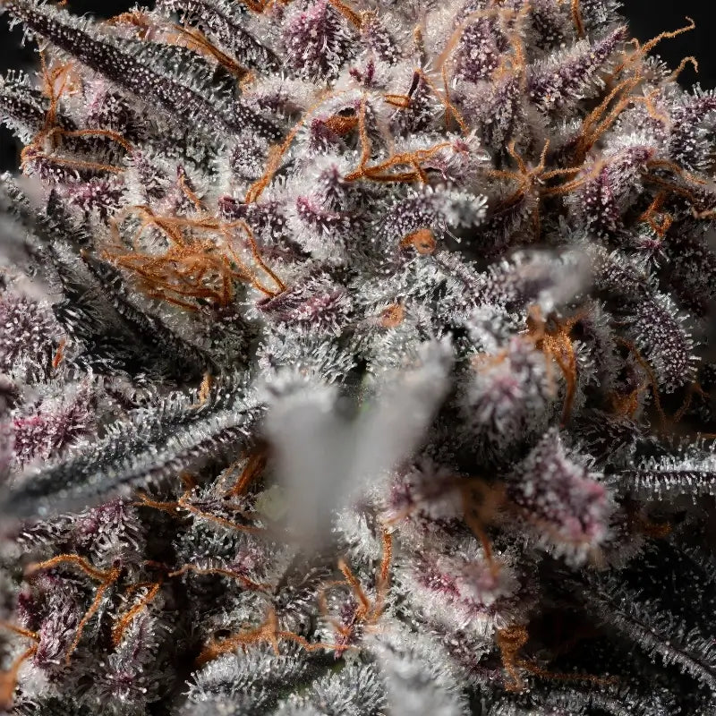 Afghan Kush