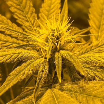 Afghan Skunk Auto