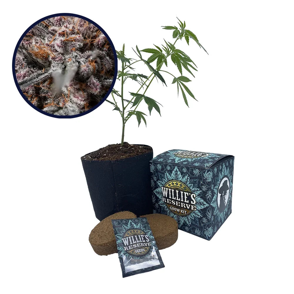 Afghan Kush Strain High Yield Grow Kit