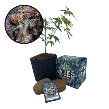 Afghan Kush Strain High Yield Grow Kit