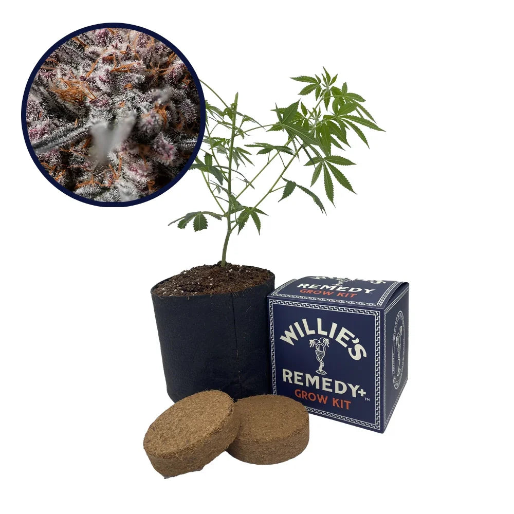 Afghan Kush Strain Grow Kit