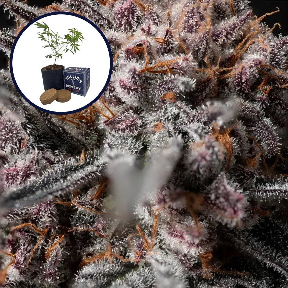 Afghan Kush Grow Kit