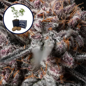 Afghan Kush Grow Kit