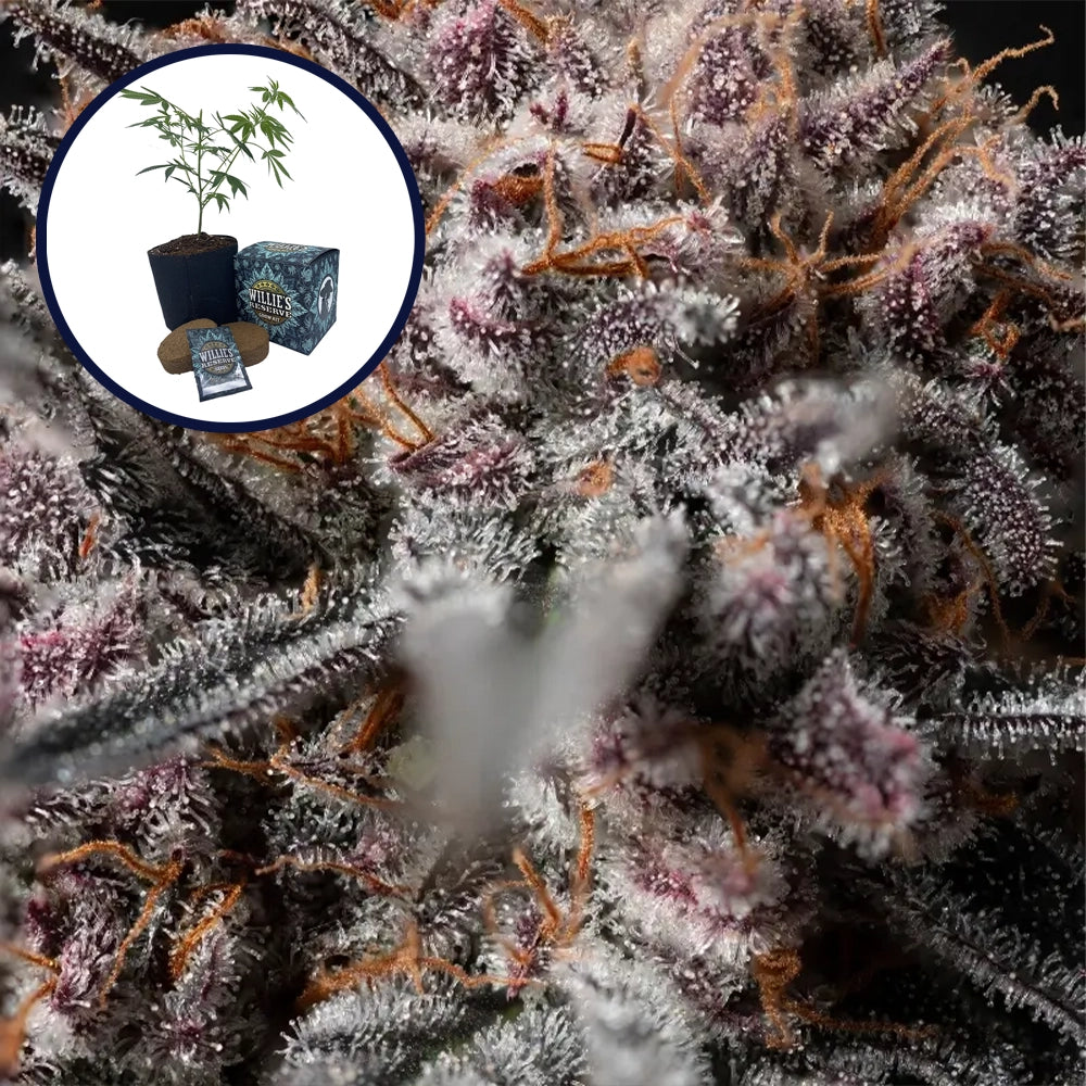 Afghan Kush High Yield Grow Kit