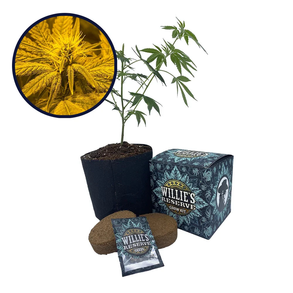 Afghan Skunk Strain High Yield Grow Kit
