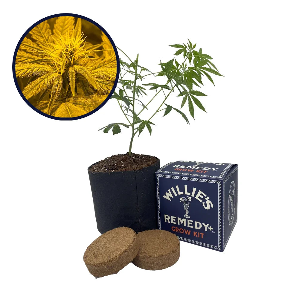 Afghan Skunk Strain Grow Kit
