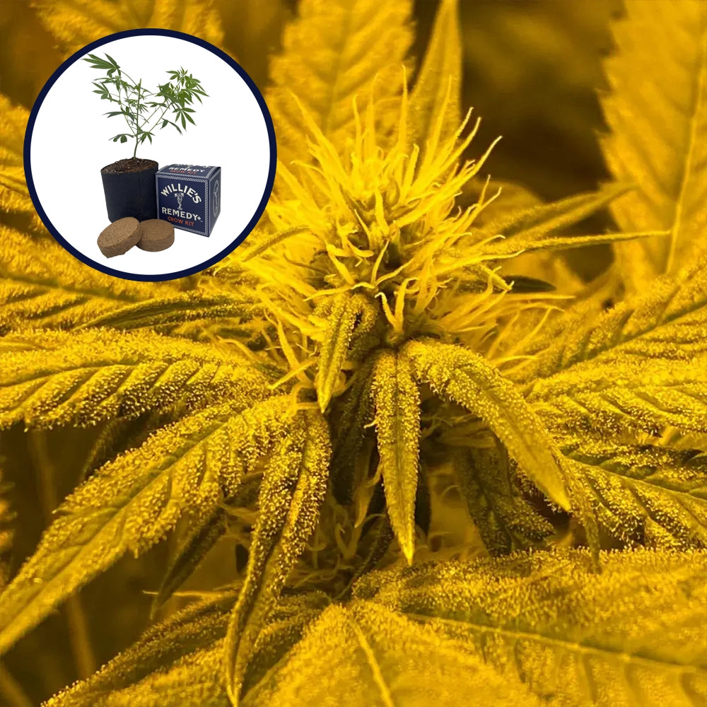 Afghan Skunk Grow Kit