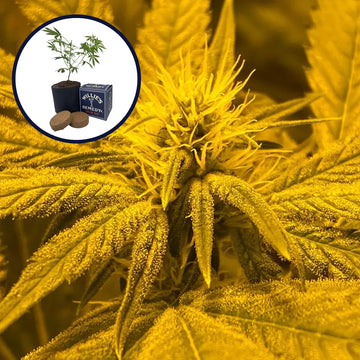 Afghan Skunk Grow Kit