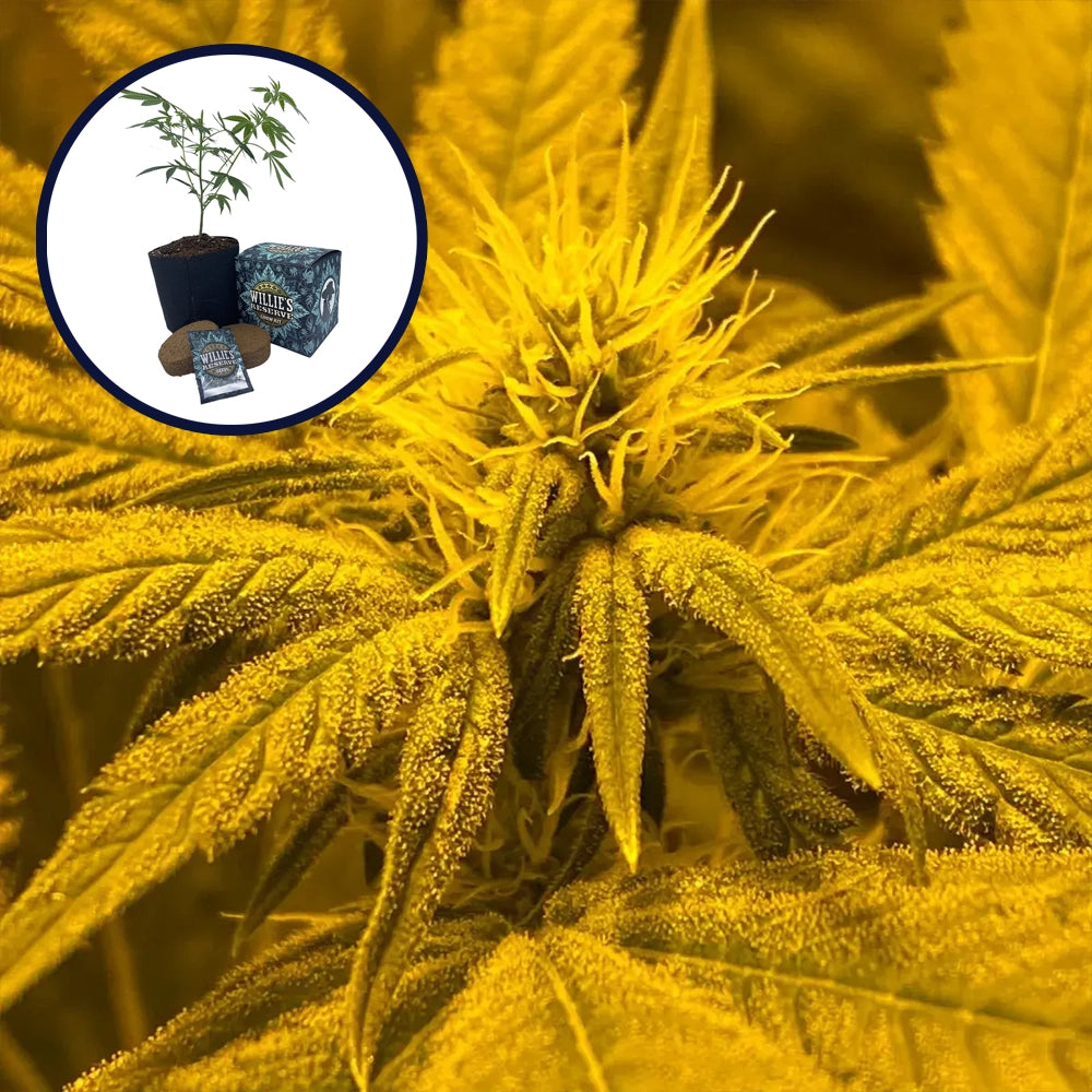 Afghan Skunk High Yield Grow Kit
