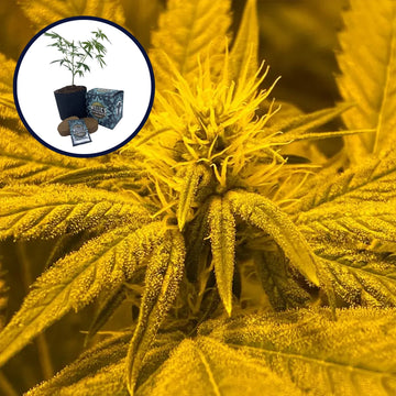 Afghan Skunk High Yield Grow Kit