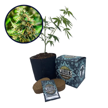 Afghani Strain High Yield Grow Kit