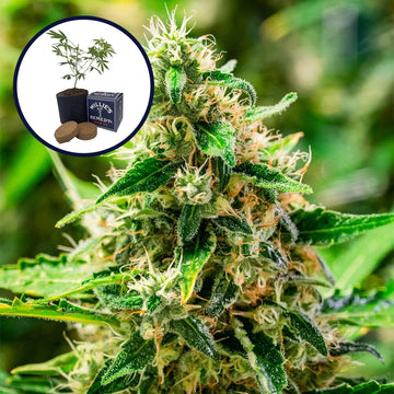 Afghani Grow Kit