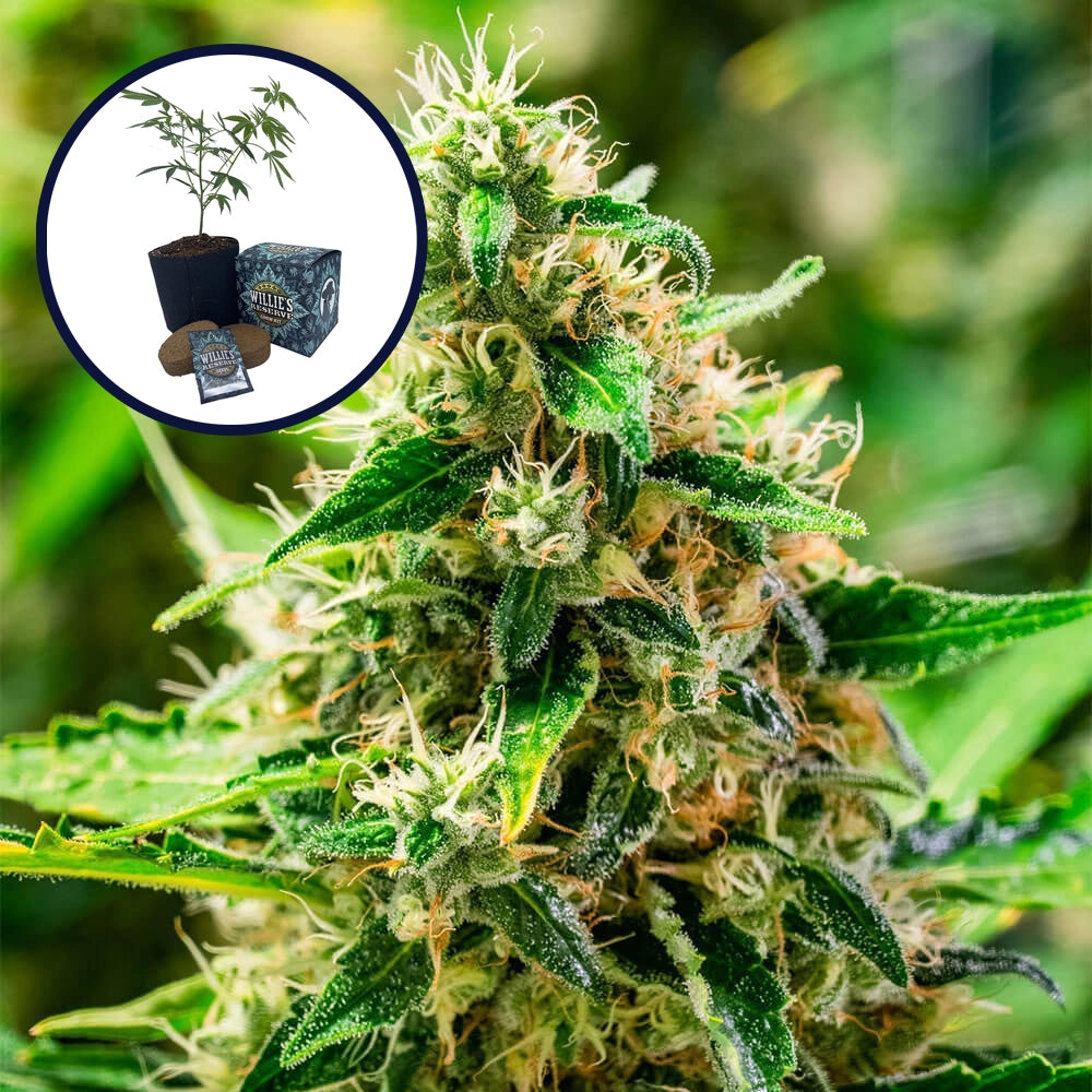 Afghani High Yield Grow Kit