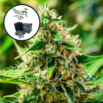 Afghani High Yield Grow Kit